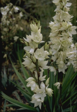 Palmlelie - Yucca flaccida 'Ivory'