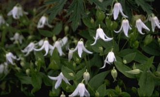 Waldrebe - Clematis integrifolia 'Alba