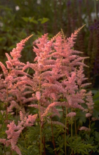 Spierstruik - Astilbe 'Bressingham Beauty'