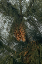 Dennenboom - Pinus x schwerinii