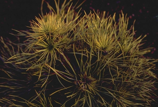 Waldkiefer - Pinus sylvestris 'Moseri'
