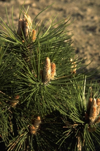 Zwarte den - Pinus nigra 'Buda'