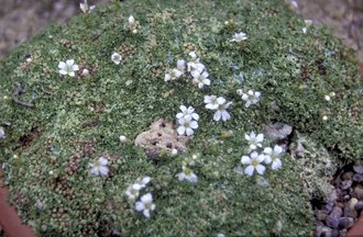 Gipskruid - Gypsophila aretoides 'Caucasica'