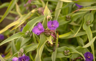 Eendagsbloem - Tradescantia 'Leonora'