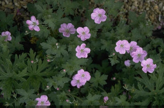 Ooievaarsbek - Geranium x riversleaianum 'Mavis Simpson'