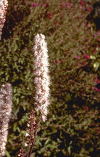 Zilverkaars - Cimicifuga ramosa 'Atropurpurea'
