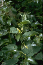 Pijpbloem - Aristolochia clematitis