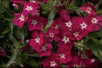 Vlambloem - Phlox 'Palona Violet with Eye'