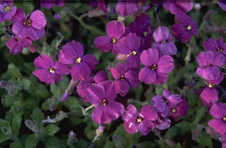 Blauwkussen - Aubrieta 'Cascade Purple'