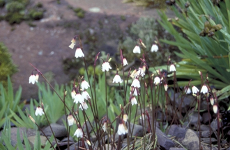 Najaarsklokje - Leucojum autumnale