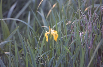 Iris pseudacorus 'Flore Pleno'