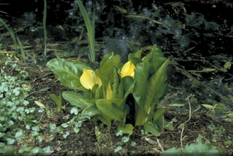 Lysichiton americanus - Gele aronskelk