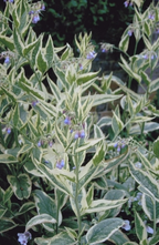 Bastaardsmeerwortel - Symphytum x uplandicum 'Variegatum'