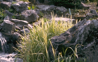 Glyceria maxima 'Variegata'