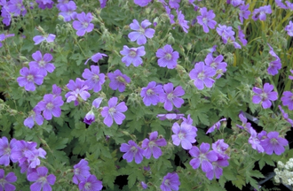 Ooievaarsbek - Geranium 'Sirak'