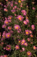 Aster 'Dark Pink Star'