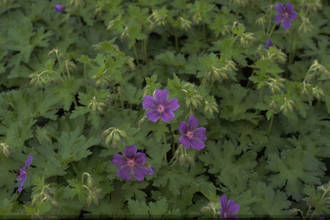 Ooievaarsbek - Geranium ibericum