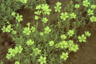 Viltige hoornbloem - Cerastium tomentosum 'Silberteppich'