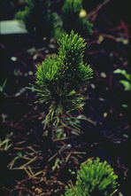 Japanse Zwarte Den - Pinus thunbergii 'Kotobuki'