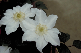 Bosrank - Clematis 'Toki'