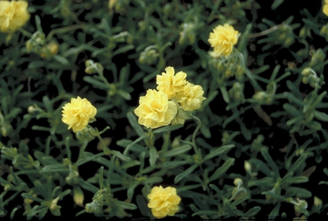 Sonnenblume - Helianthemum 'Sulphureum Plenum'