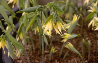 Feestklokje / Treurklokje - Uvularia grandiflora