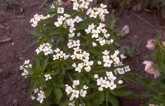 Cardamine waldsteinii