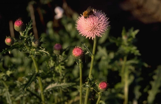 Ackerkratzdistel - Cirsium japonicum 'Pink Beauty