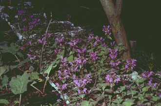 Gevlekte dovenetel - Lamium maculatum 'Chequers'