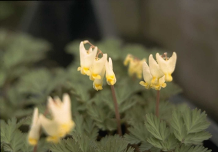 Gebrochenes Herz - Dicentra cucullaria