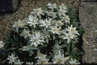 Alpen-Edelweiß - Leontopodium alpinum subsp. nivale
