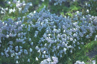 Klokje - Campanula cochleariifolia