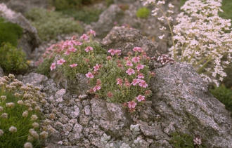 Ganzerik - Potentilla nitida