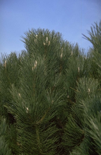 Zwarte den - Pinus nigra 'Geant de Suisse'