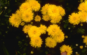 Chrysant - Dendranthema 'Flora'