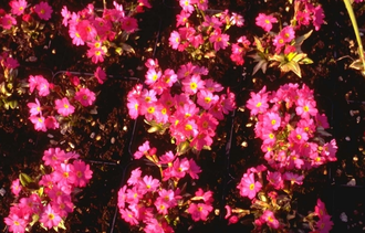 Sleutelbloem - Primula rosea 'Grandiflora'