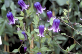 Waldrebe - Clematis 'Rooguchi