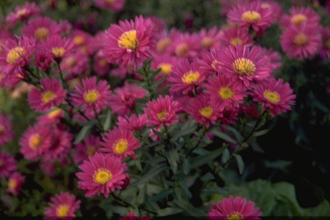 NieuwNederlandse Aster novi-belgii 'Elta'