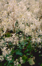 Steenbreek - Saxifraga cortusifolia var. fortunei