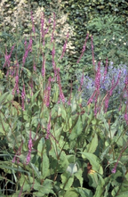 Duizendknoop - Persicaria amplex. 'September Spires'