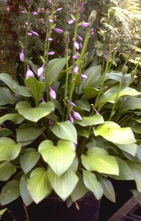 Hartlelie - Hosta 'Betsy King'