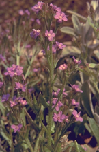 Italiaanse ossentong - Anchusa azurea 'Dropmore'