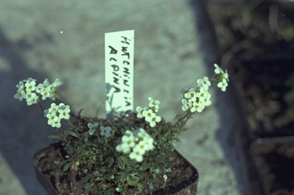 Gemskers - Hutchinsia alpina