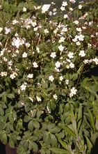 Weißer Hahnenfuß - Ranunculus aconitifolius