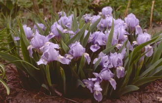 Iris 'Blue Denim'