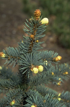 Blauwe Spar - Picea pungens 'Domschke'