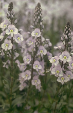 Gentiaan ereprijs - Veronica gentianoides