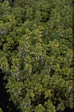 Citroentijm - Thymus x citriodorus 'Villa Nova'