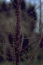 Wasserzypresse - Metasequoia glyptostroboides 'Waasland
