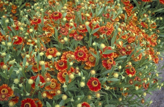 Sonnenblume - Helenium 'Flammendes Kätchen'